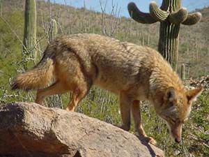 Phoenix Zoo: Coyote